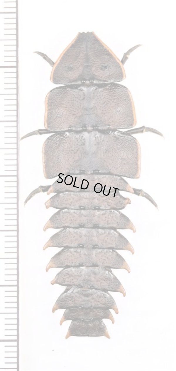 画像1: 三葉虫型ベニボタルの一種　♀　Platerodrilus sp. フィリピン(ミンダナオ島)