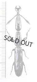 ミツギリゾウムシの一種　Brentidae species　エクアドル