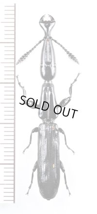 ミツギリゾウムシの一種　Brentidae species　エクアドル