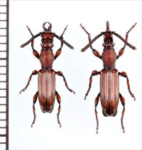 好蟻性オニミツギリゾウムシの一種　Eremoxenini species　ペア　フィリピン（パラワン島）