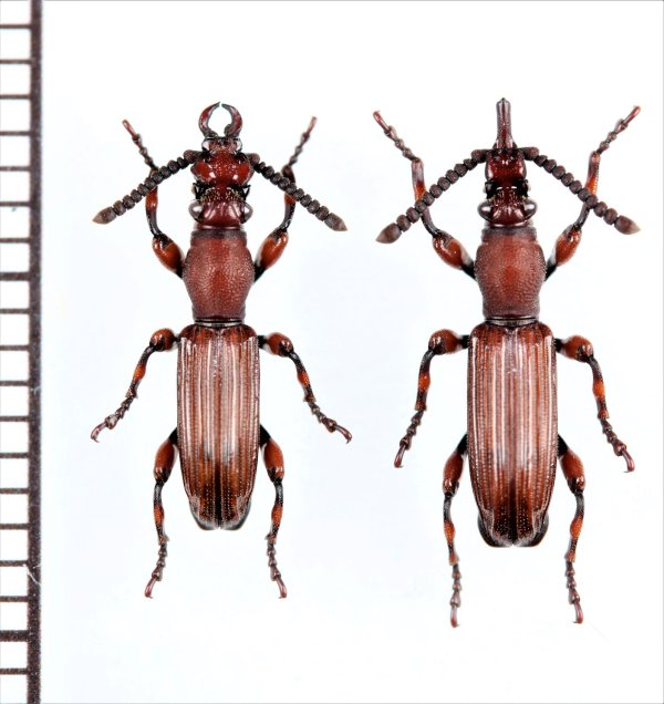 画像1: 好蟻性オニミツギリゾウムシの一種　Eremoxenini species　ペア　フィリピン（パラワン島）