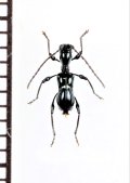 アリ擬態のカミキリムシの一種　Clytellus philippinus　フィリピン(パラワン島)