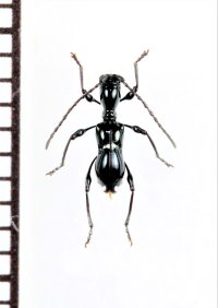 アリ擬態のカミキリムシの一種　Clytellus philippinus　フィリピン(パラワン島)