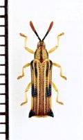 トゲハムシの一種　Hispinae species　エクアドル