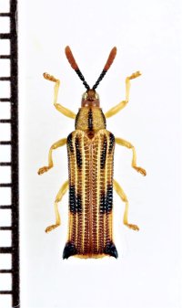 トゲハムシの一種　Hispinae species　エクアドル