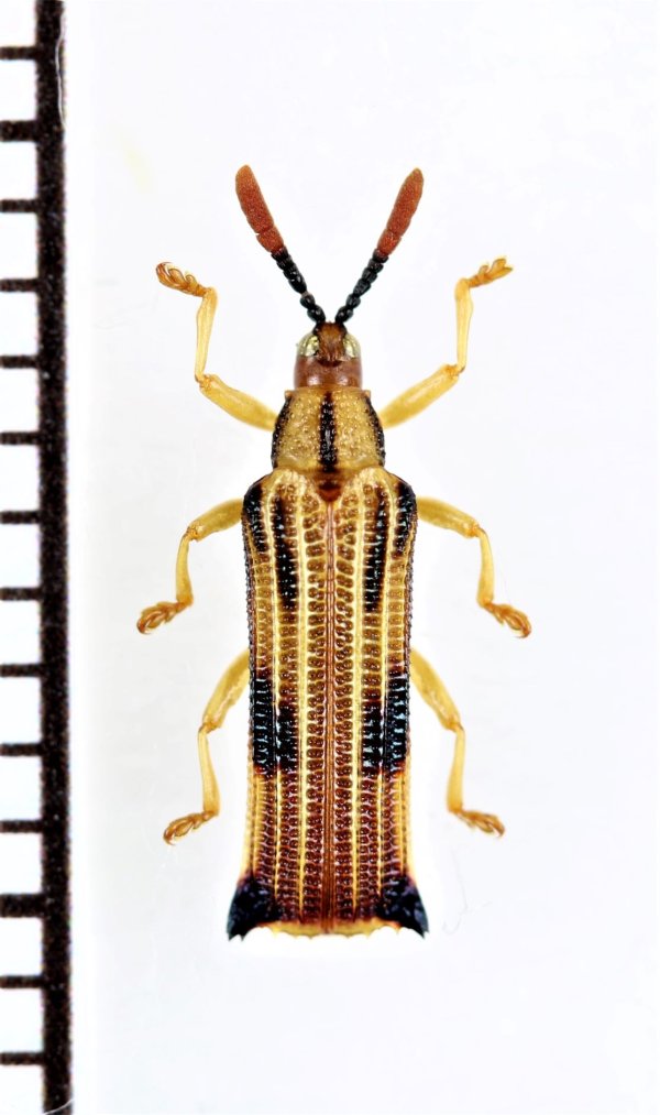 画像1: トゲハムシの一種　Hispinae species　エクアドル