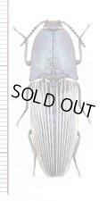 コメツキムシの一種　Chalcolepidius sp.　エクアドル