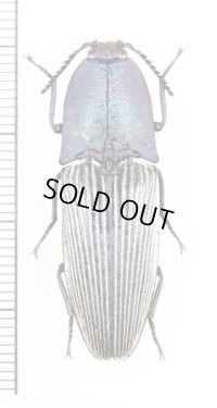 コメツキムシの一種　Chalcolepidius sp.　エクアドル