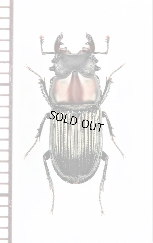 画像1: クワガタムシの一種　Metadorcinus buckleyi　♂　エクアドル　