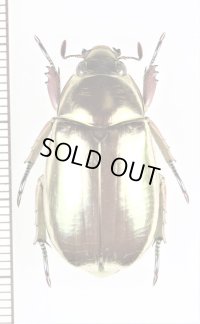 プラチナコガネの一種　Chrysina wolfi　コロンビア