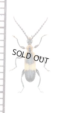 ベニボタル擬態のゴミムシダマシの一種　Tenebrionidae species　ペルー