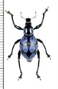 カタゾウムシの一種　Macrocyrtus sp.　フィリピン(ルソン島)
