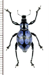 カタゾウムシの一種　Macrocyrtus sp.　フィリピン(ルソン島)