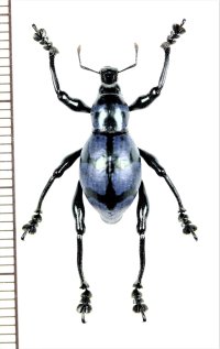 カタゾウムシの一種　Macrocyrtus sp.　フィリピン(ルソン島)