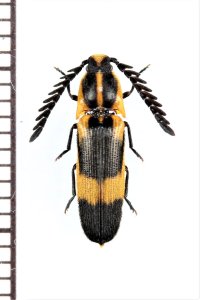 ベニボタル擬態のコメツキムシの一種　Achrestus sp.　ペルー