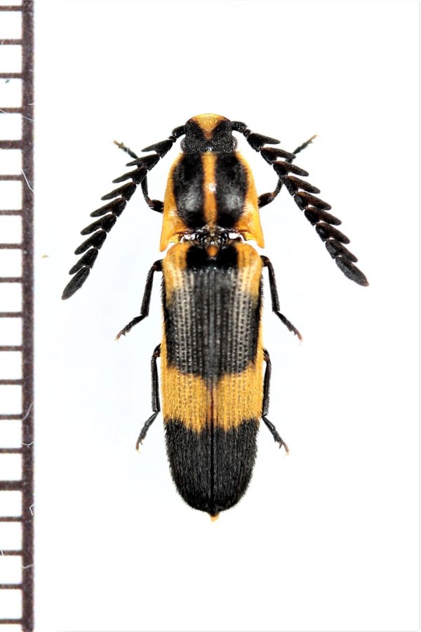 画像1: ベニボタル擬態のコメツキムシの一種　Achrestus sp.　ペルー