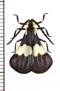 ベニボタルの一種　Calopteron tropicum　ペルー