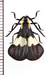 ベニボタルの一種　Calopteron tropicum　ペルー
