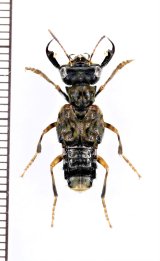 ハネカクシの一種　Leistotrophus versicolor　♂　ペルー