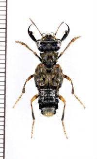ハネカクシの一種　Leistotrophus versicolor　♂　ペルー