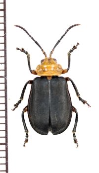 ハムシの一種　Chrysomeridae species　ペルー