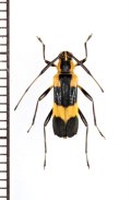 ベニボタル擬態のカミキリムシの一種　Carterica mucronata　ペルー