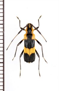 ベニボタル擬態のカミキリムシの一種　Carterica mucronata　ペルー