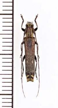 オビレカミキリ　♀　屋久島