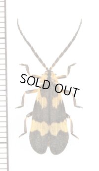 ベニボタルの一種　Calopteron sp.　ペルー