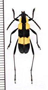 ベニボタル擬態のカミキリムシの一種　Cerambycidae species　ペルー