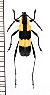 ベニボタル擬態のカミキリムシの一種　Cerambycidae species　ペルー
