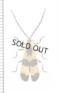 ベニボタルの一種　Calopteron sp.　ペルー