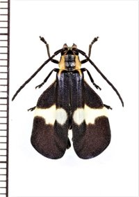 ベニボタル擬態のカミキリムシの一種　Lycidola sp.　ペルー