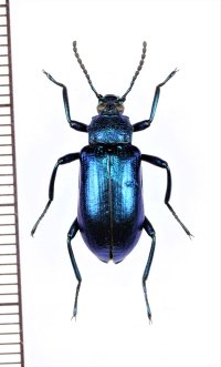 ゴミムシダマシの一種　Tenebrionidae species　ペルー