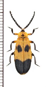 ベニボタルの一種　Lycidae species　 ブラジル