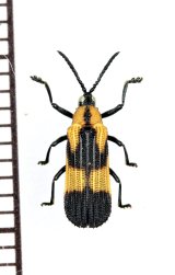 ベニボタル擬態のトゲハムシの一種　Oxychalepus sp.　ペルー