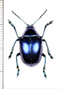 ハムシの一種　Chrysomeridae species　ペルー
