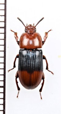 ゴミムシダマシの一種　Tenebrionidae species　ペルー