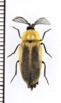 ベニボタル擬態のホタルの一種　Lampyridae species　ペルー