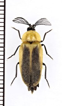 ベニボタル擬態のホタルの一種　Lampyridae species　ペルー
