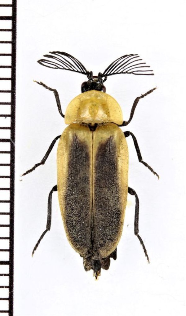 画像1: ベニボタル擬態のホタルの一種　Lampyridae species　ペルー