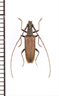 ケブトハナカミキリ　♂　奄美大島