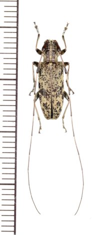 アマミコブヒゲカミキリ　♀　奄美大島