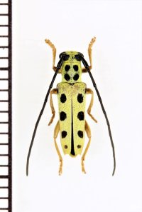 オキナワモンキカミキリ　♂　  沖縄本島