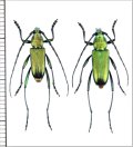 カミキリムシの一種　Chrysoprasis sp.　ペア　パラグアイ