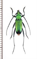 カミキリムシの一種　Chrysoprasis sp.　♀　パラグアイ