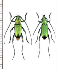 カミキリムシの一種　Chrysoprasis sp.　ペア　パラグアイ