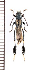 カミキリムシの一種　Epimelitta sp.　パラグアイ