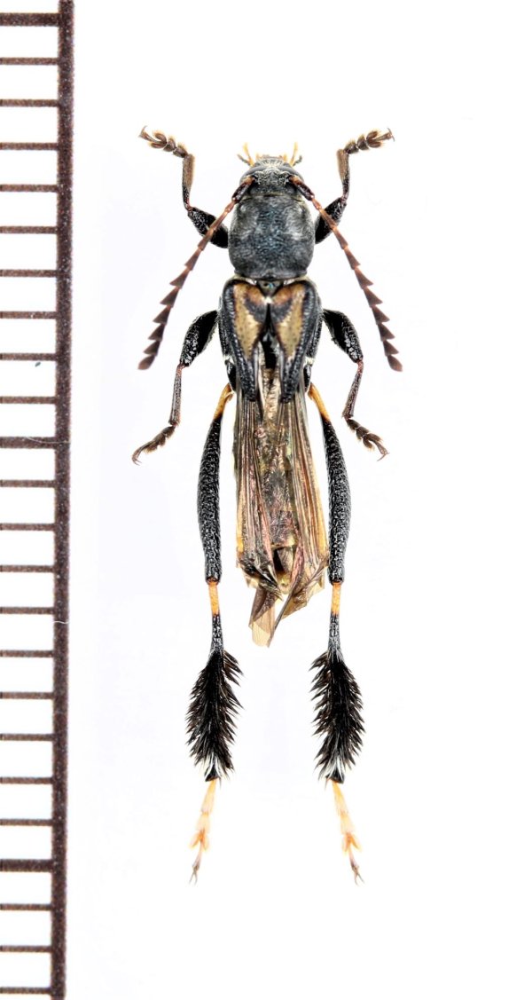 画像1: カミキリムシの一種　Epimelitta sp.　パラグアイ