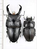 スジブトヒラタクワガタ　大型ペア　♂65.5mm♀43.3mm　奄美大島